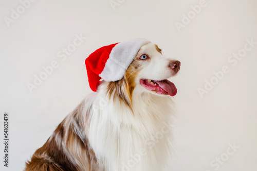 Australian Shepherd Dog, Aussie, head portrait with Santa hat cap brown red merle. copy space, banner.