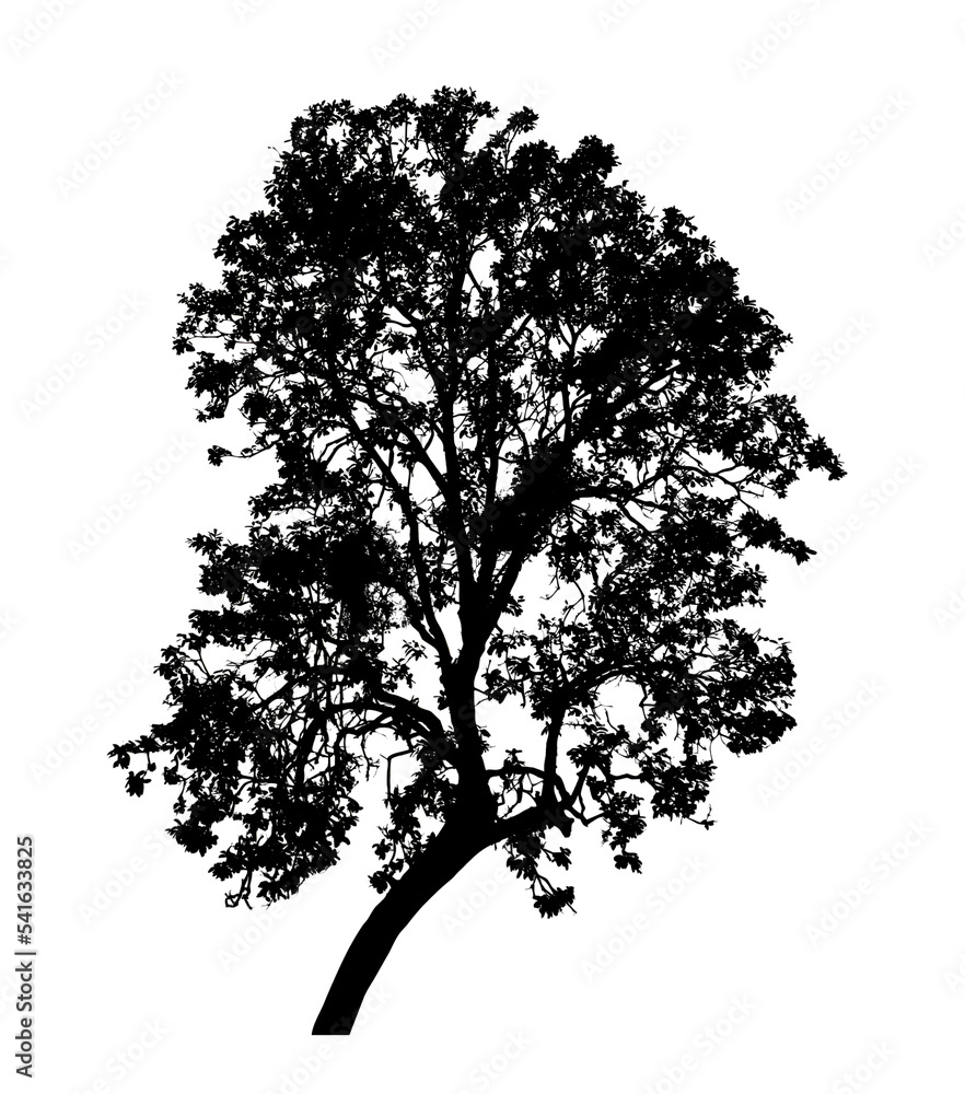Tree silhouette for brush on white background. Tree silhouette for brush on white background.