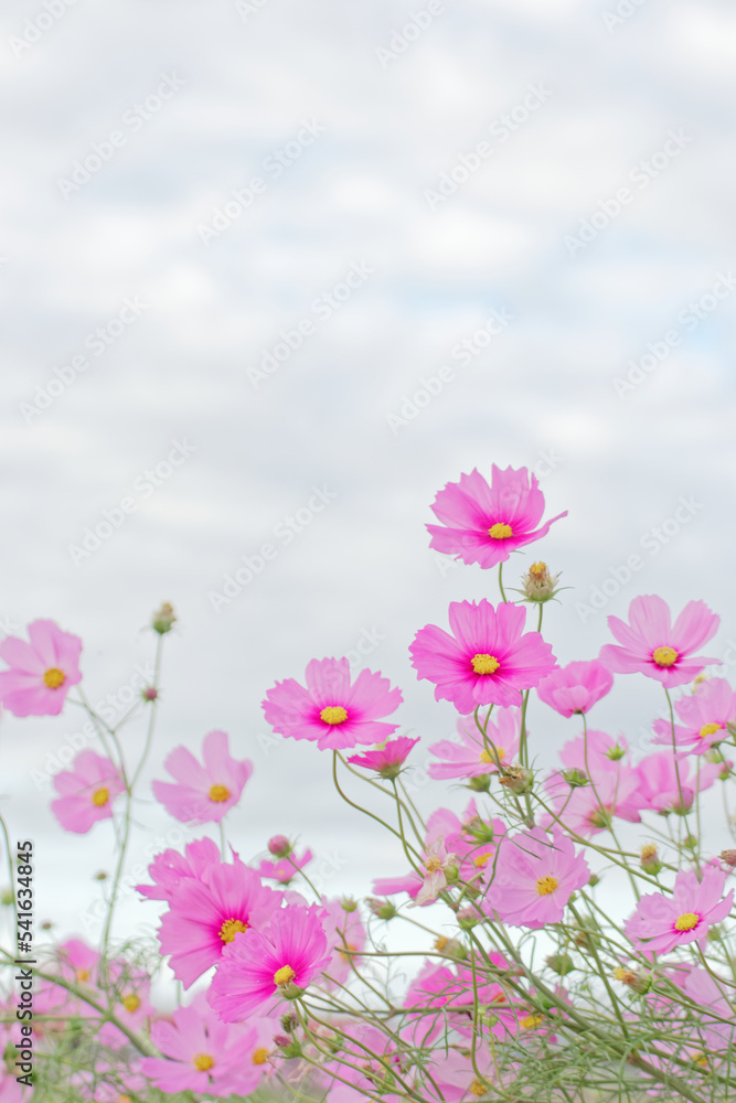 pink cosmos flowers field