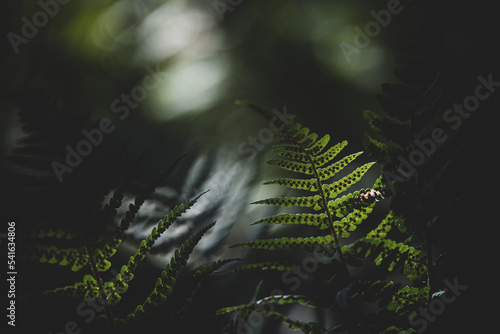  original green fern leaves on a dark background in the forest on a summer day