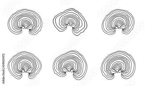 A set of contour drawings Lacquered Tinder mushroom, or lacquered Ganoderma (also possible names Lingzhi or Reishi (Ganoderma lucidum)
