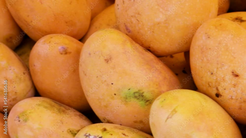 fresh organic testy mangoes from farm close up from different angle fresh organic testy mangoes from farm close up from different angle