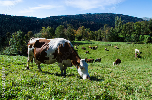 Una mucca pezzata bianca e marrone pascola serena in un prato dell'altopiano del Cansiglio