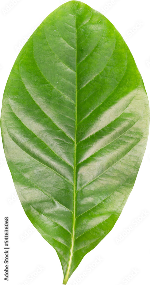 Fototapeta premium green leaf