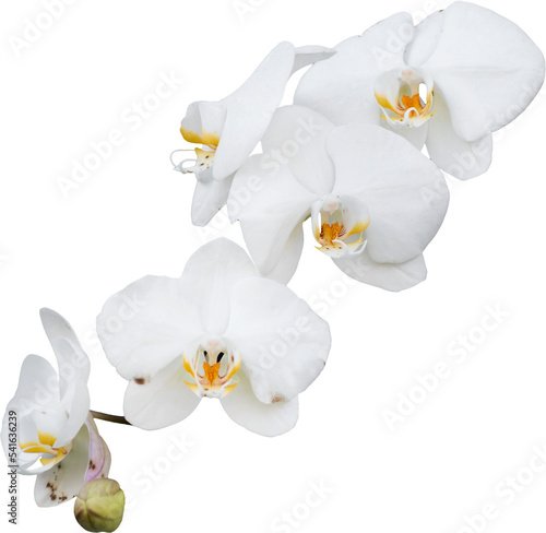 Fototapeta orchid flower