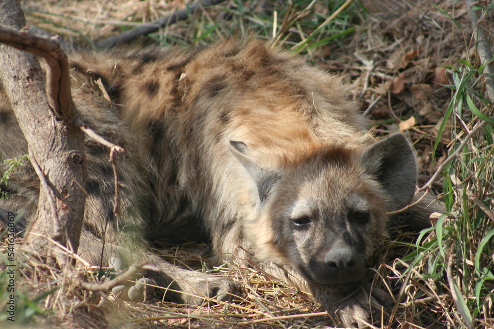 Hyena Hyena