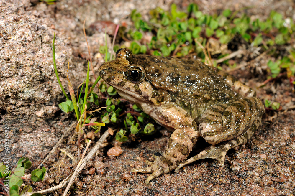 Sardischer Scheibenzüngler // Tyrrhenian painted frog (Discoglossus sardus) - Sardinien, Italien Sardischer Scheibenzüngler // Tyrrhenian painted frog (Discoglossus sardus) - Sardinien, Italien