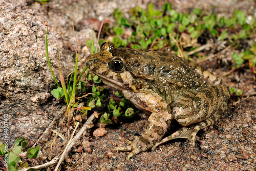 Sardischer Scheibenzüngler // Tyrrhenian painted frog (Discoglossus sardus) - Sardinien, Italien