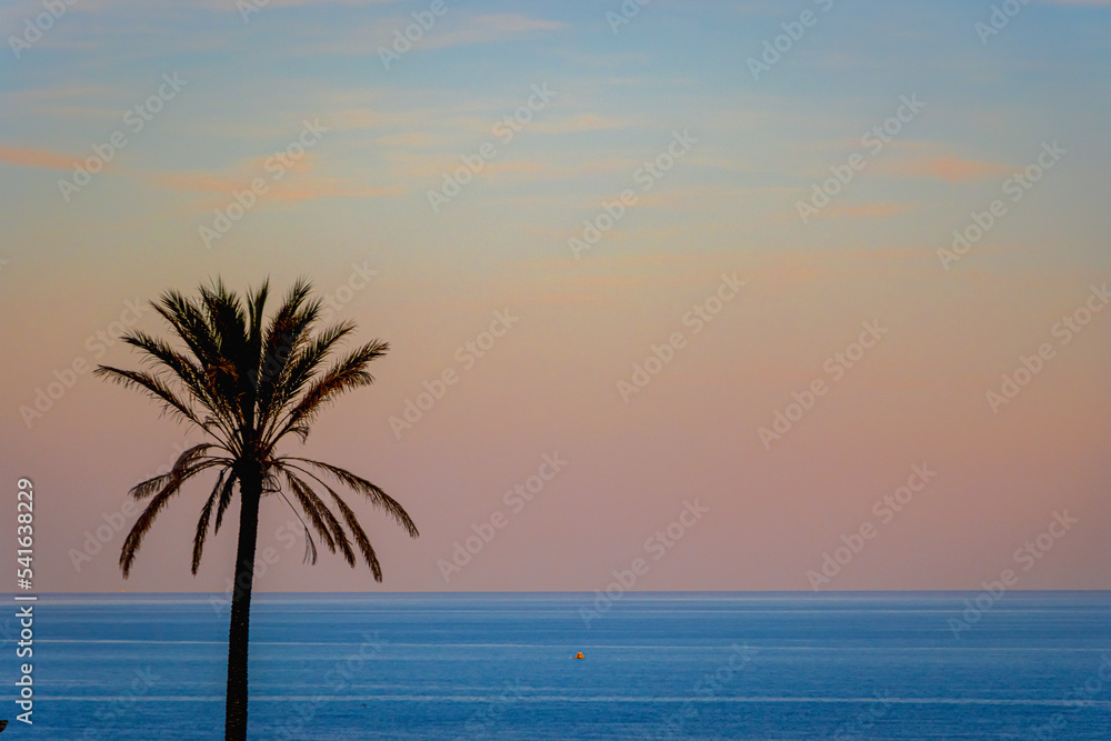 PALM TREE IN TRICASE HARBOR AT SUNSET- SALENTO, PUGLIA, ITALY PALM TREE IN TRICASE HARBOR AT SUNSET- SALENTO, PUGLIA, ITALY
