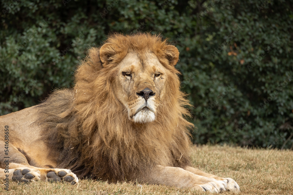 portrait d'un lion en gros plan portrait d'un lion en gros plan