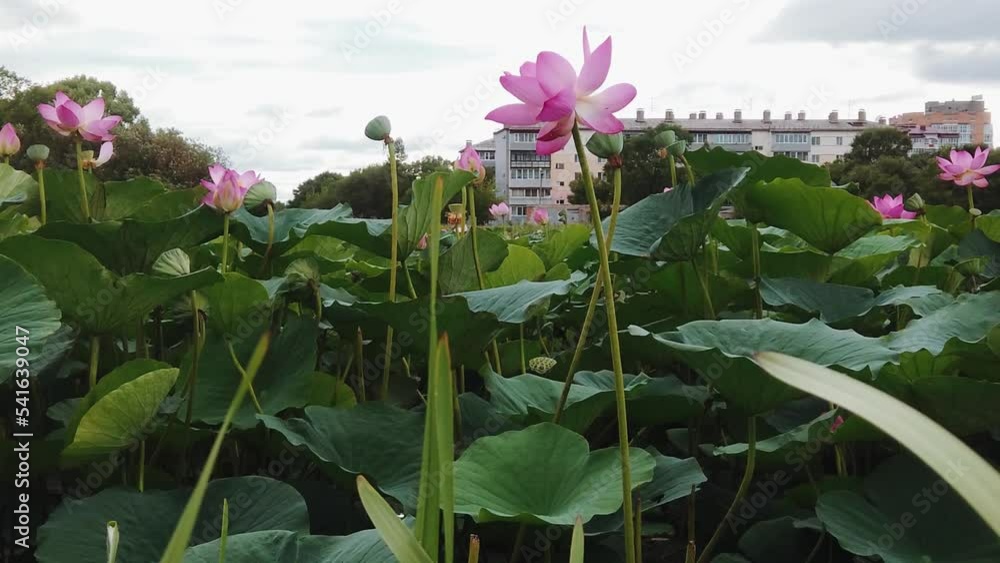 lotus flowers squint in the wind lotus flowers squint in the wind