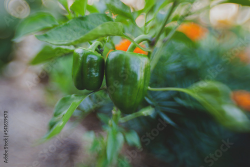 Close-up of green bell peppers growing on a plant photo