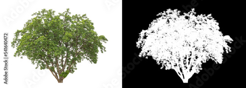Tree on white picture background with clipping path, single tree with clipping path and alpha channel on black background