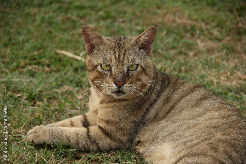 Potrait of a cat, looking at the camera front view. Masculine sharp cat with yellow eyes. Animal photo with outdoor grass background.