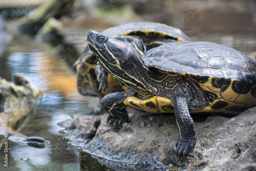 Close-up of two red-eared slider turtles on a rock, Spain