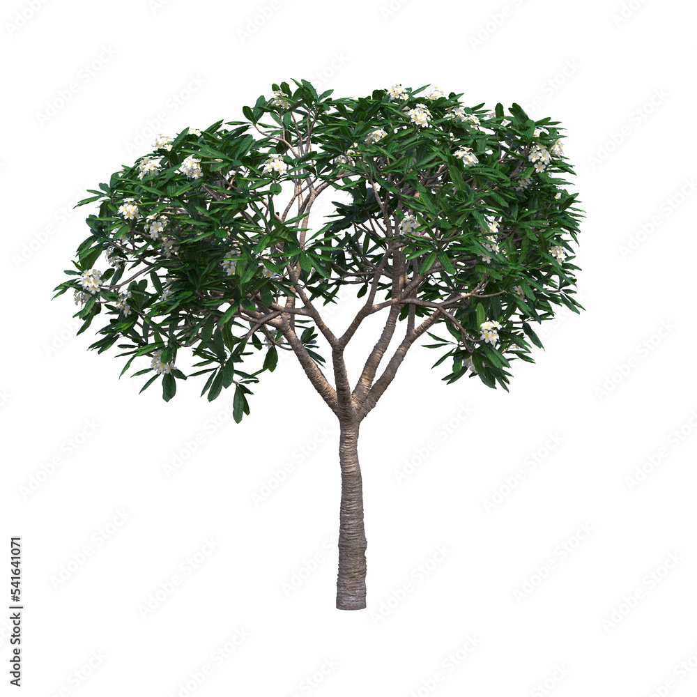 Obraz premium deciduous tree, isolate on a transparent background, 3d illustration