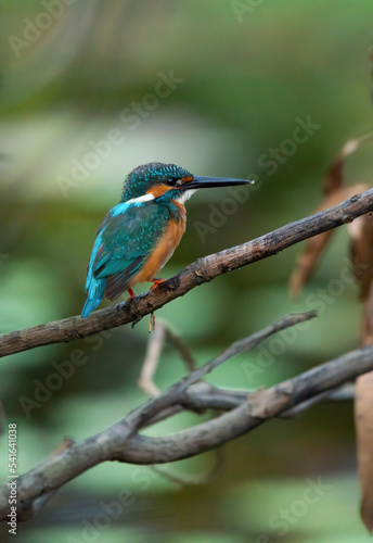 A Common Kingfisher (alcedo atthis) perched on a branch waiting for the moment to catch a fish. © somchairakin