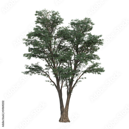 deciduous tree, isolate on a transparent background, 3d illustration © vadim_fl