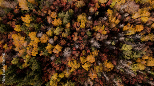 jesienny las z drona