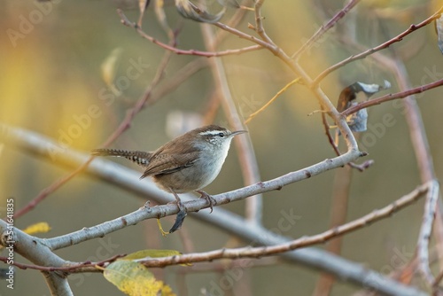 Brown wren perching on tree branch photo