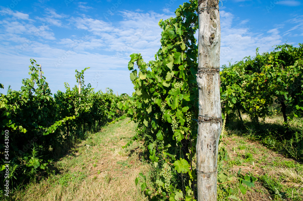 Obraz premium Un filare di vite nella campagna dei colli euganei in Veneto in una giornata di sole primaverile 