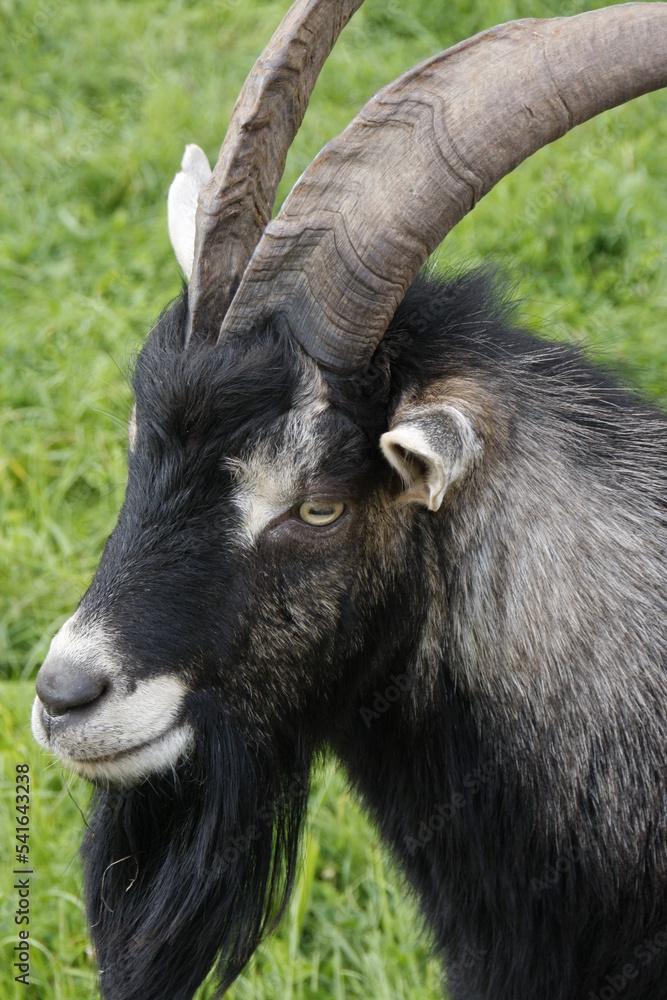 Tiere in Wilhelmstal, Freistaat Thüringen, Deutschland, Europa -- Animals in Wilhelmstal, Free State of Thuringia, Germany, Europe Tiere in Wilhelmstal, Freistaat Thüringen, Deutschland, Europa -- Animals in Wilhelmstal, Free State of Thuringia, Germany, Europe