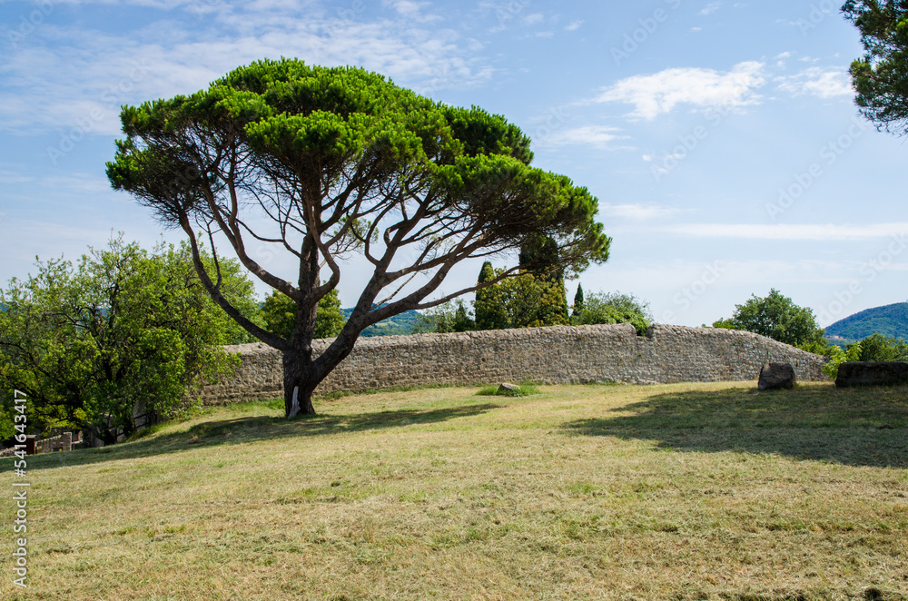 Un pino cresce sulla sommità del colle dove sorge la Villa Beatrice d'Este, villa storica dei colli euganei