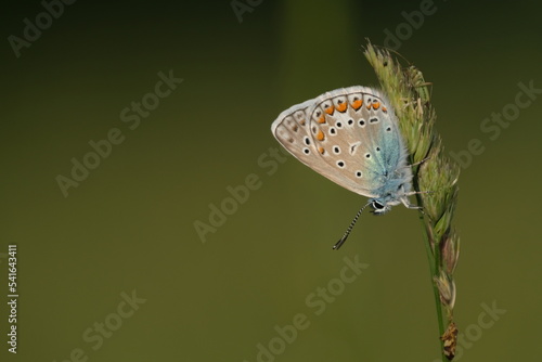Wallpaper Mural Common blue butterfly, tiny colorful butterfly on a plant Torontodigital.ca