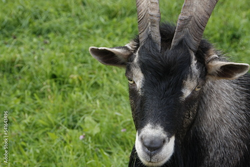 Tiere in Wilhelmstal  Freistaat Th  ringen  Deutschland  Europa  --  Animals in Wilhelmstal  Free State of Thuringia  Germany  Europe