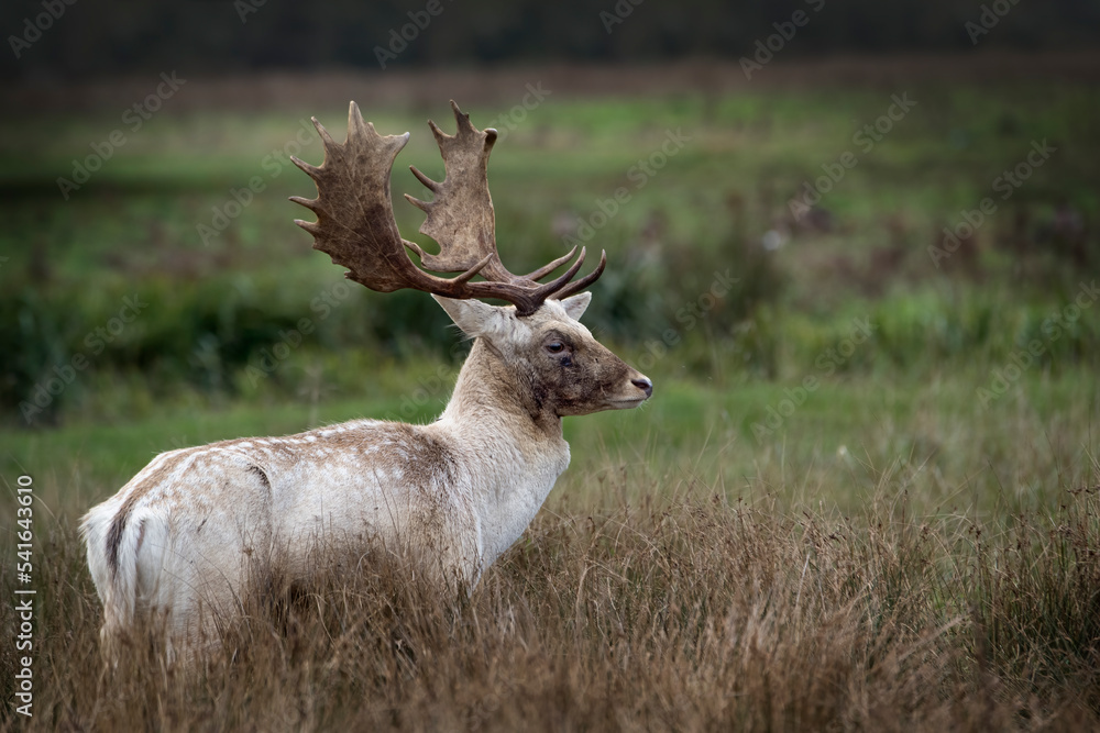 Obraz premium Fallow deer with dark face