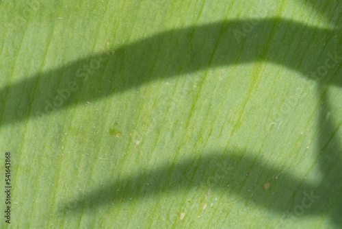Macro photo of a green leaf of a plant with shadows falling on it