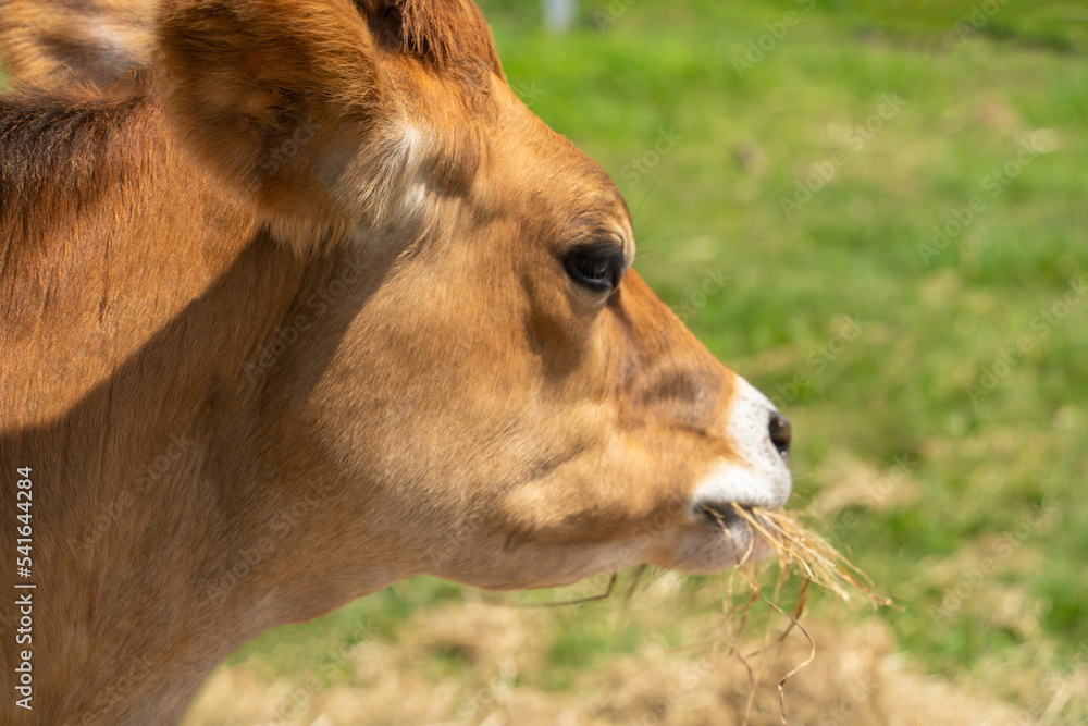 Obraz premium 藁を食べるジャージー牛