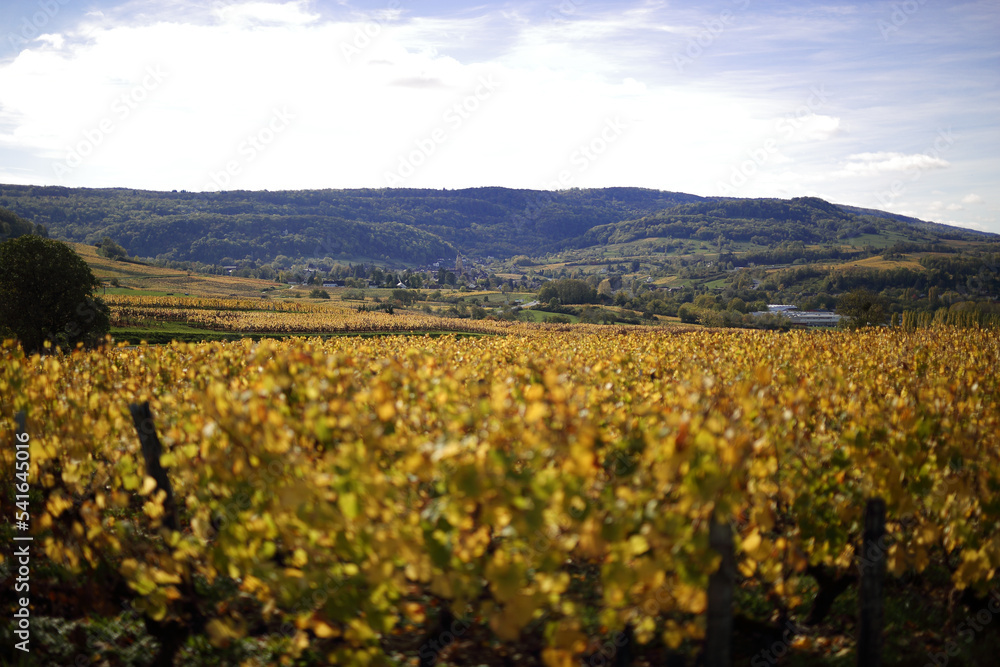Vineyards where wine grapes are grown in France