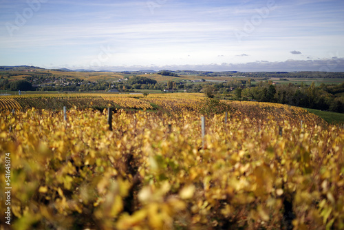 Yellowing vine leaves in autumn after the Comtes De grape harvest in France