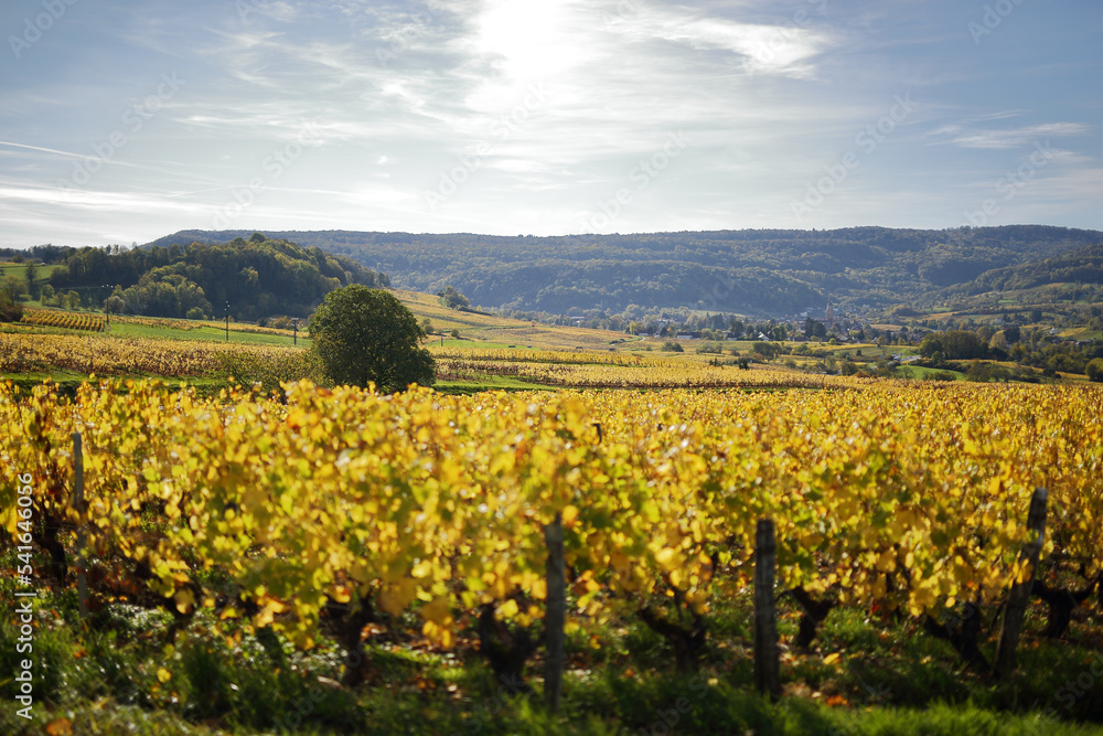 Yellowing vine leaves in autumn after the Comtes De grape harvest in France