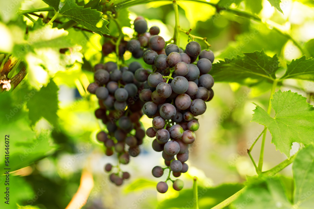 Blue wine grapes, autumn fruit harvest.