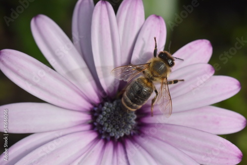 Biene auf einer lila Gazanie © christiane65