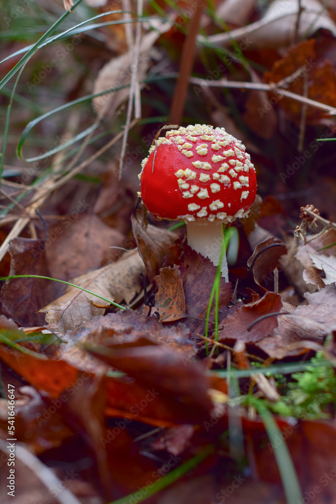 A fungi has been discovered in the middle of the foliage during a walk in the forest A fungi has been discovered in the middle of the foliage during a walk in the forest