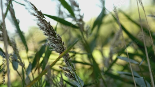 Green wheat field in the wind