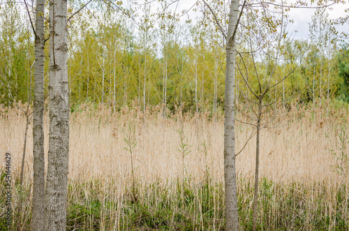 Young poplar trees in the spring period of the year. Young poplar trees in the spring period of the year, in the morning hours.