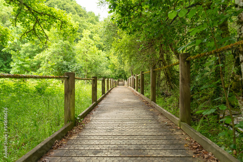 A wooden pathway in the forest