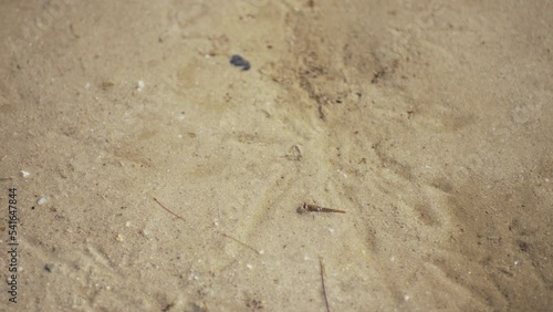 Larva crawls through water in lake