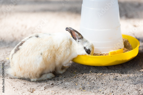 Rabbit eatting food in the tray. Home decorative rabbit outdoors. Little bunny, Year of the Rabbit Zodiac, Easter bunny. photo