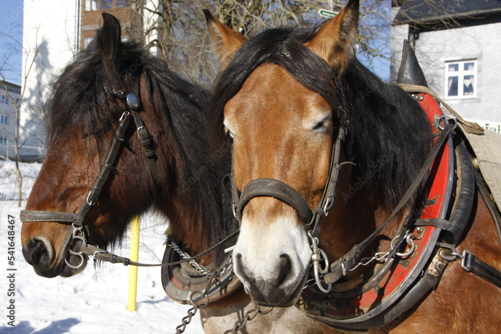 Obraz premium Kaltblueter-Pferde im Winter. Oberhof, Thueringen, Deutschland, Europa -- Cold-blooded horses in winter. Oberhof, Thuringia, Germany, Europe 