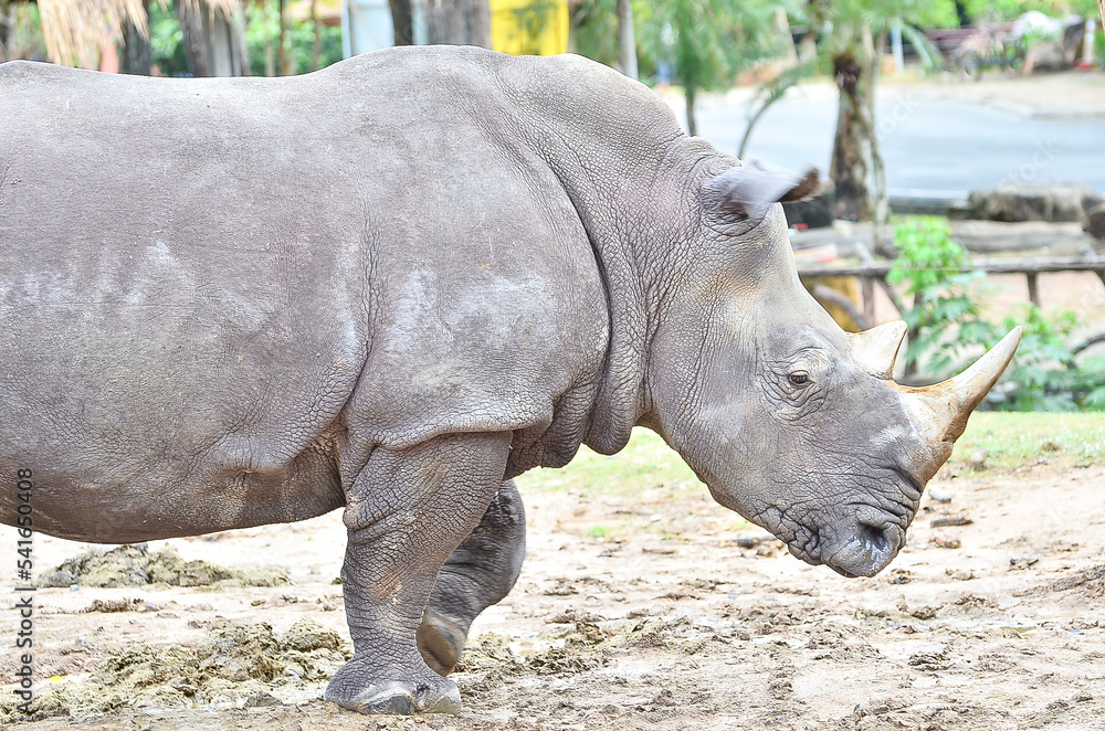 Naklejka premium rhinoceros