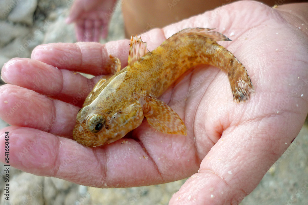 fish in hand fish in hand