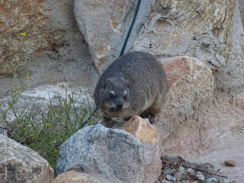 Agouti Afrique du Sud