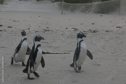 Pingouins  Afrique du Sud  Cap Bonne Esp  rance