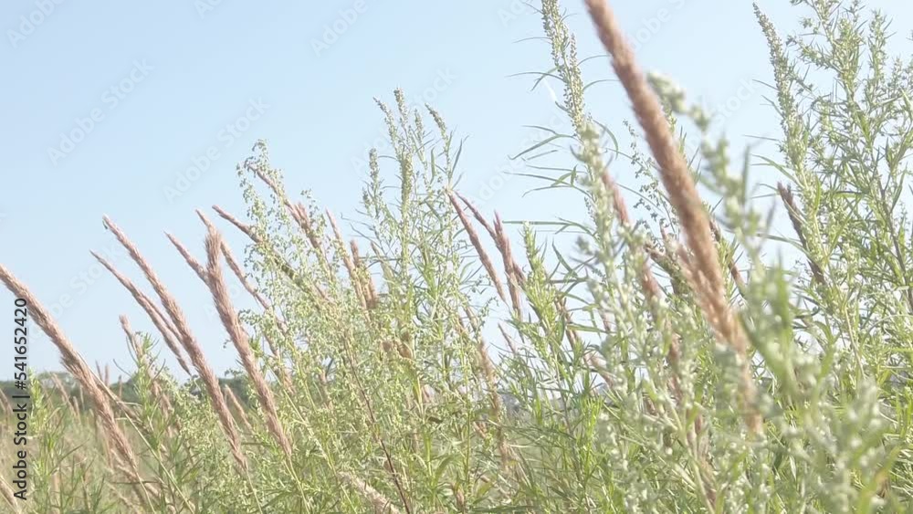 field plants sway in the summer wind field plants sway in the summer wind