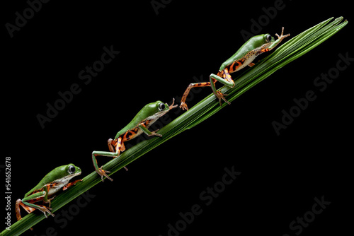 Three Orange-legged Leaf Frog or Tiger-legged Monkey Frog walking along on a leaf stalk.  photo